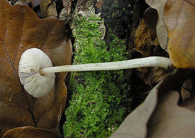 Pluteus mammifer  Romagnesi